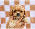 Small #3 Cavapoo (Miniature)