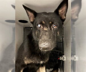 German Shepherd Dog Dogs for adoption in Sanford, FL, USA