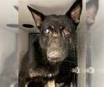 SHAMU - Male German Shepherd Dog Dog for Adoption - Small photo