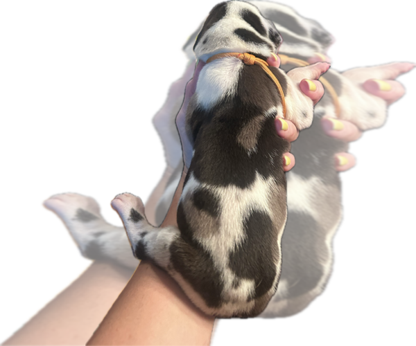 Medium Photo #1 Great Dane Puppy For Sale in WILLIS, TX, USA