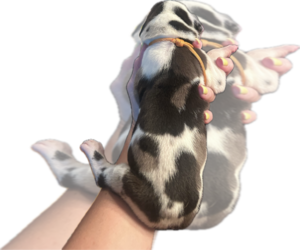 Medium Great Dane