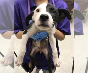 Labrador Retriever-Unknown Mix Dogs for adoption in Conroe, TX, USA