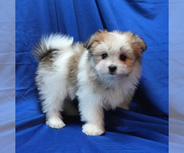 Medium Photo #4 Maltipom Puppy For Sale in ROCK VALLEY, IA, USA