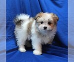 Small #3 Maltipom