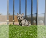 Small #6 French Bulldog