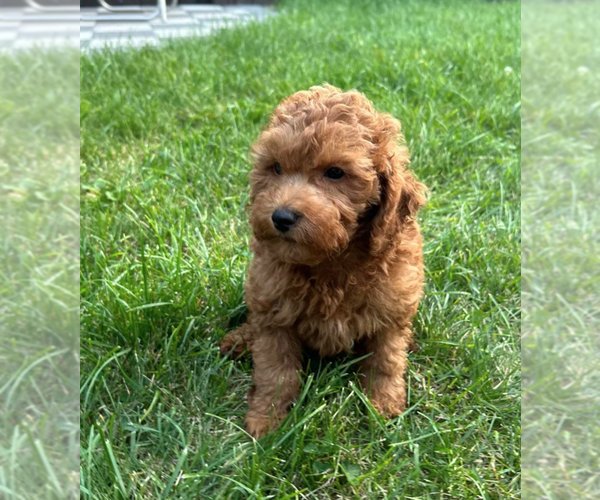 Medium Photo #2 Goldendoodle (Miniature) Puppy For Sale in MILWAUKEE, WI, USA