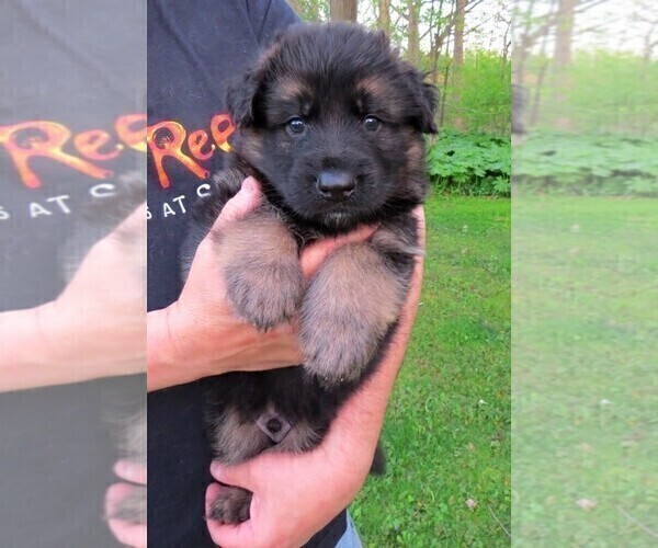 Medium Photo #2 German Shepherd Dog Puppy For Sale in WADSWORTH, IL, USA