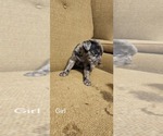 Small Photo #12 Catahoula Leopard Dog-Rottweiler Mix Puppy For Sale in BRADFORD, NY, USA