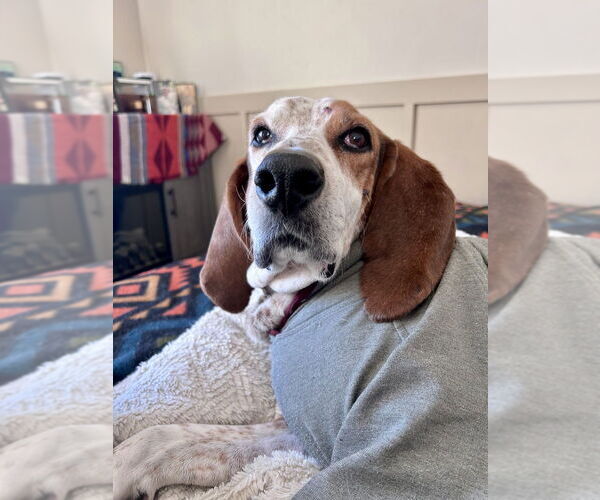 Medium Photo #3 Coonhound-Unknown Mix Puppy For Sale in Lakewood, CO, USA