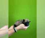 Small #1 Belgian Malinois