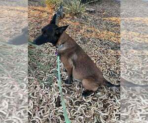 Mutt Dogs for adoption in Imlay City, MI, USA