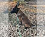 Eevee located in Arizona - Female Mutt Dog for Adoption - Small photo