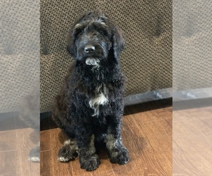 Bernedoodle-Poodle (Standard) Mix Puppy for sale in LYNDEN, WA, USA