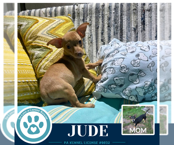 Medium Photo #1 Chiweenie Puppy For Sale in Kimberton, PA, USA