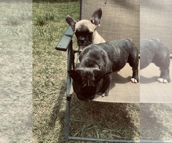 Medium Photo #9 French Bulldog Puppy For Sale in PALMETTO, GA, USA