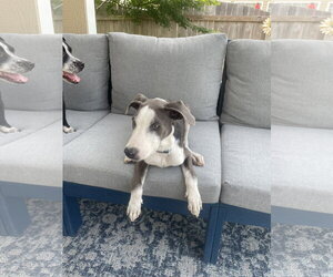Thor - Male Bull Terrier-Greyhound Mix Dog for Adoption - Photo #7