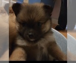 Puppy Puppy 2 Pomeranian