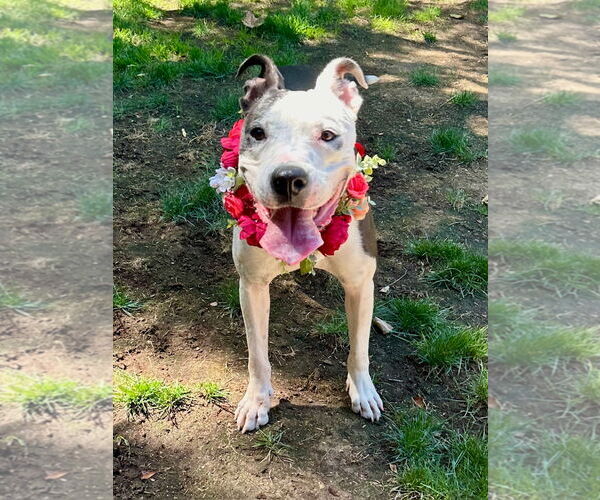 Medium Photo #9 American Pit Bull Terrier-Unknown Mix Puppy For Sale in Redlands, CA, USA