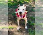 Small #8 American Pit Bull Terrier Mix