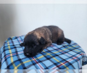 Belgian Malinois Puppy for sale in LUCEDALE, MS, USA