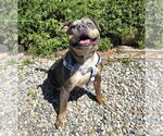 Small #3 Bulldog