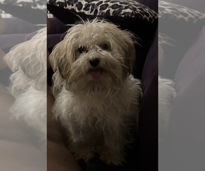 Havanese Puppy for sale in AVON, OH, USA