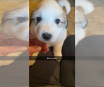 Small Photo #10 Great Pyrenees Puppy For Sale in MONEE, IL, USA
