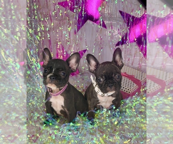 Medium Photo #4 French Bulldog Puppy For Sale in COVINGTON, GA, USA