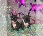 Small Photo #4 French Bulldog Puppy For Sale in COVINGTON, GA, USA