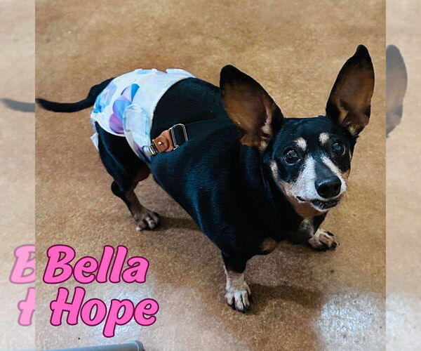 Medium Photo #48 Dachshund-Unknown Mix Puppy For Sale in San Antonio, TX, USA