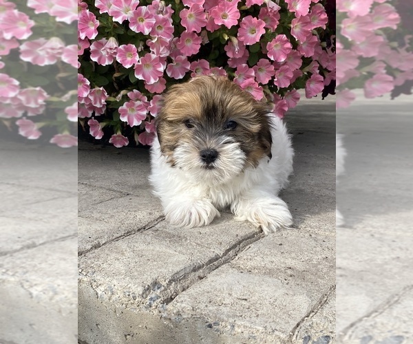 Medium Photo #1 Havanese Puppy For Sale in CANOGA, NY, USA