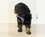 Small #2 Aussiedoodle Miniature -Goldendoodle Mix