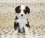 Small #2 Miniature Bernedoodle