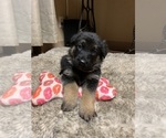 Small Photo #10 German Shepherd Dog Puppy For Sale in FLORENCE, OR, USA