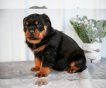 Puppy Memphis Rottweiler