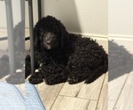 Small #8 Goldendoodle