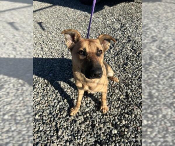 Medium Photo #1 German Shepherd Dog-Unknown Mix Puppy For Sale in Woodland, CA, USA