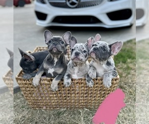 French Bulldog Puppy for sale in ROGERS, AR, USA