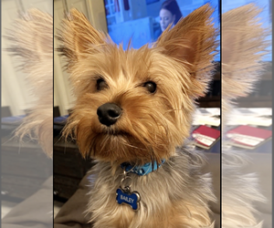Bailey(8) - Male Mutt Dog for Adoption - Photo #2