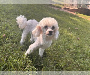Andrew Aug 26 - Male Poodle (Miniature) Dog for Adoption - Photo #4