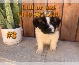 Saint Bernard Puppy for sale in SAN BERNARDINO, CA, USA