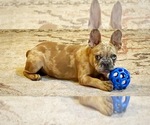 Small Photo #3 French Bulldog Puppy For Sale in CALDWELL, TX, USA