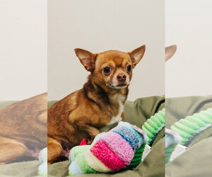 Chihuahua Dogs for adoption in Lancaster, PA, USA