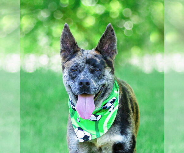 Medium Photo #10 Catahoula Leopard Dog-Unknown Mix Puppy For Sale in Unionville, PA, USA