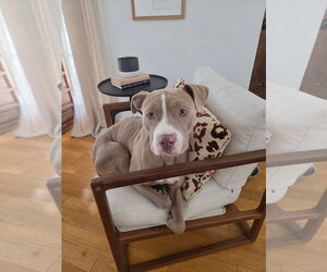 PEARL - Female Staffordshire Bull Terrier-Unknown Mix Dog for Adoption - Photo #5