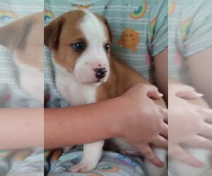 American Bulldog-Hygenhund Mix Puppy for sale in DELAND, FL, USA