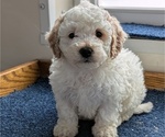 Puppy 1 Bichpoo