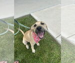 Small #2 Labrador Retriever Mix
