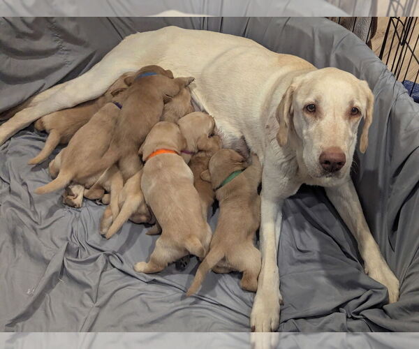 Medium Photo #1 Labradoodle Puppy For Sale in MESA, AZ, USA