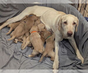 Labradoodle Puppy for sale in MESA, AZ, USA